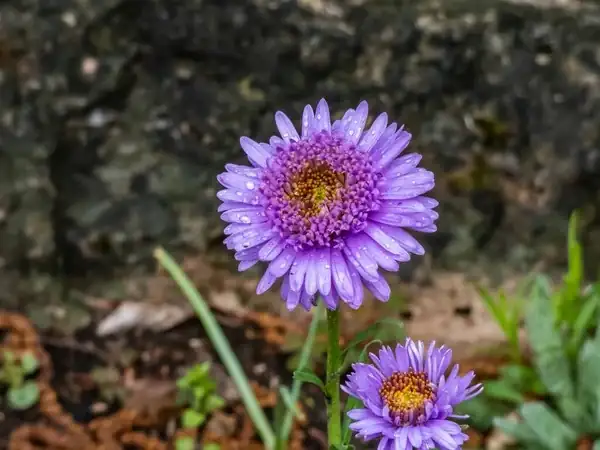close-up of alpine aster flower
