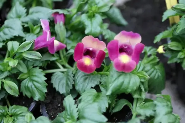 snapdragon in celebration decor