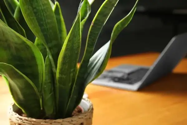 虎尾兰的常见病虫害与解决方案：让你的植物健康成长