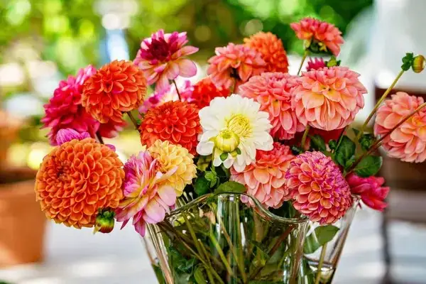 colorful dahlia petals close-up