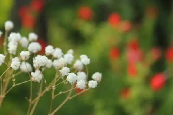 baby's breath flowers garden