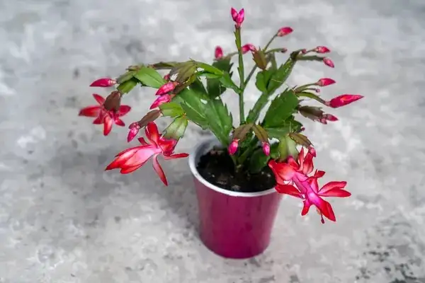 crab cactus with red blooms gift