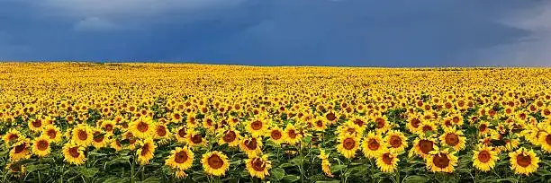 sunflower balcony storm preparation