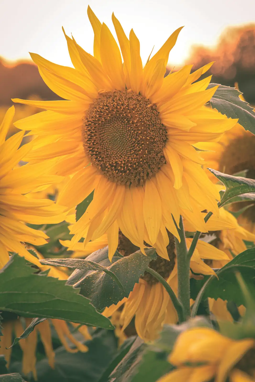 child counting sunflower spiral photo