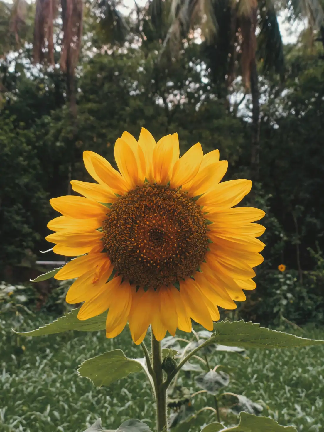 sunflower varieties dwarf giant