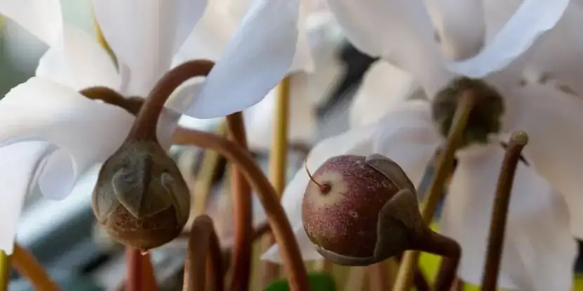 cyclamen buds upright stems