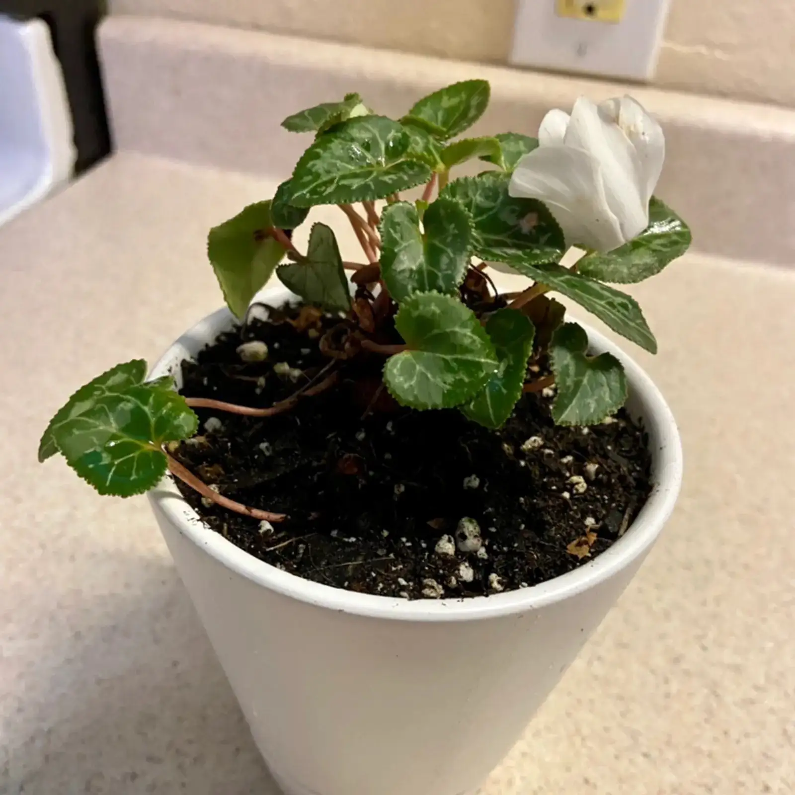 cyclamen white roots drainage holes
