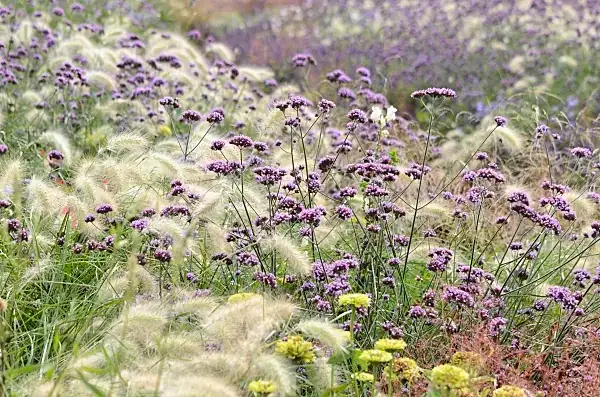 vervain with rudbeckia and salvia