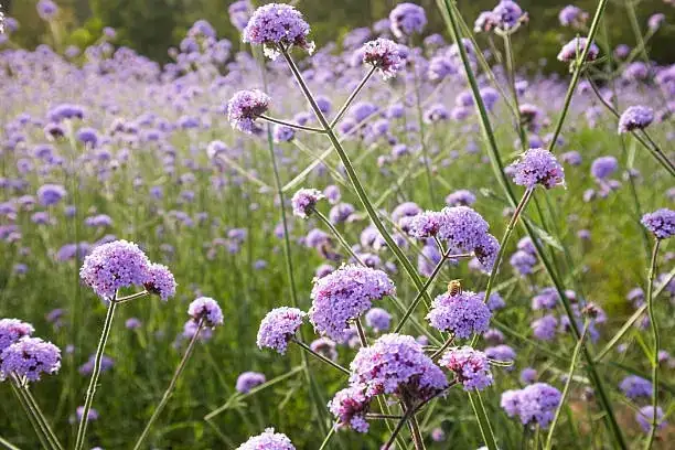 verbena balcony watering sunlight