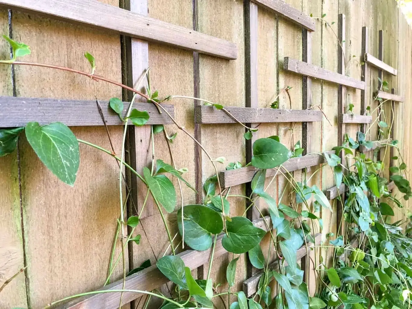 clematis vine close-up on trellis