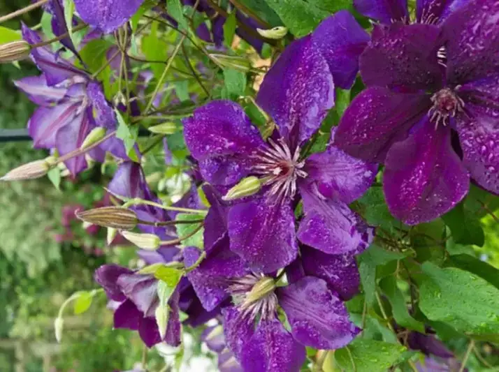 clematis The President large flowers