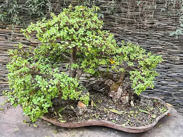 jade plant pruning bonsai scissors
