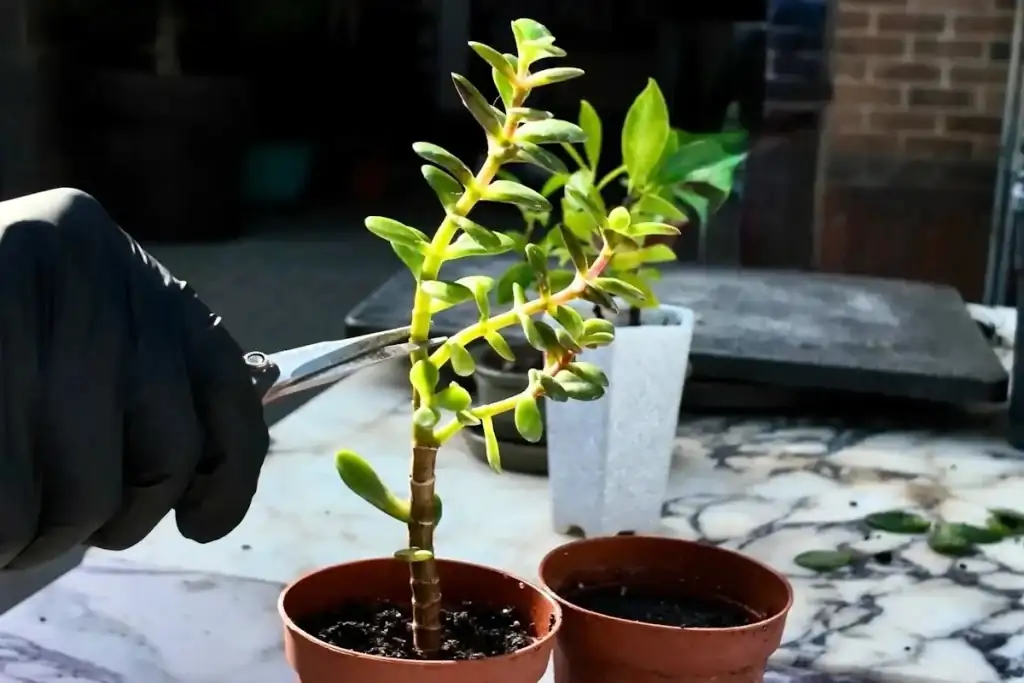 jade plant leaf and stem cuttings