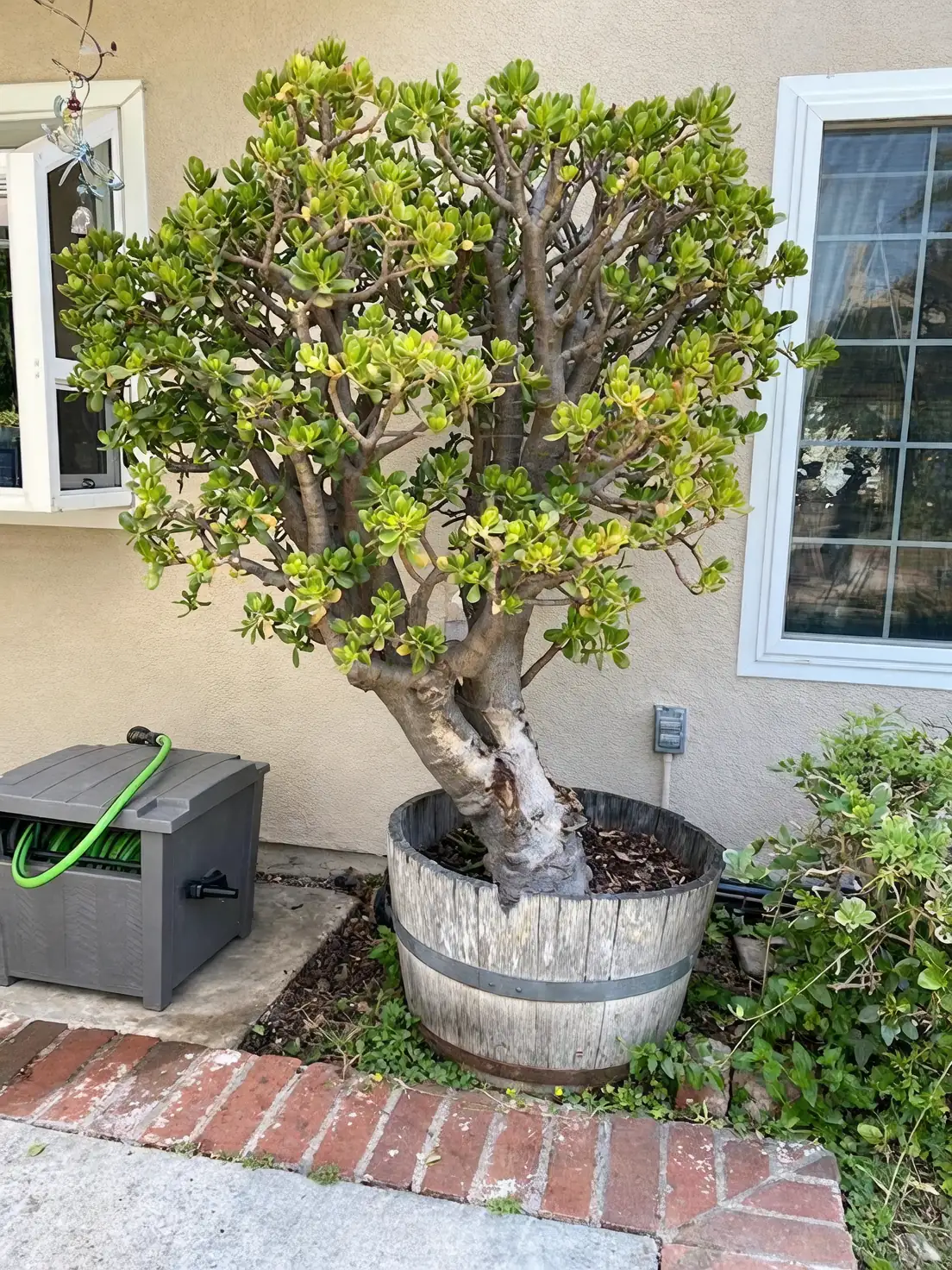 jade plant bonsai pruning training