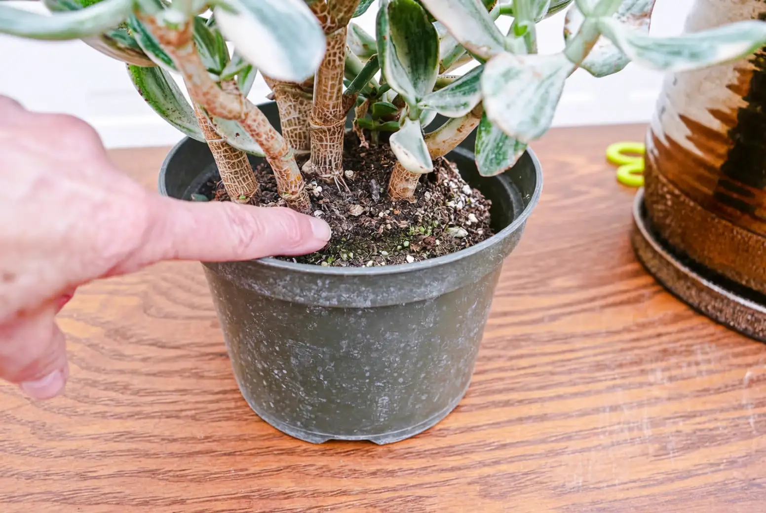 jade plant root pruning shallow pot