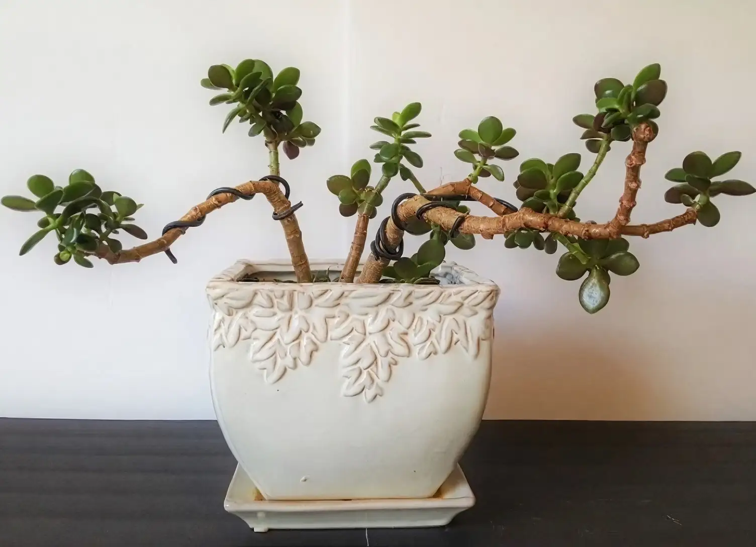 jade plant guy wire training
