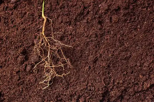 poinsettia root rot roots close-up