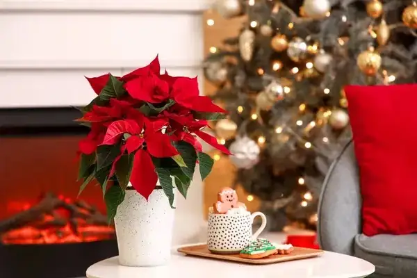 从墨西哥的“圣夜之花”到Poinsettia Day：一品红如何成了圣诞C位？