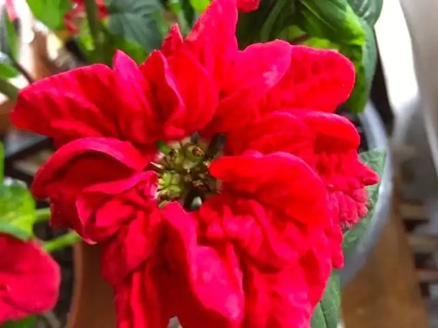 poinsettia winter rose close-up