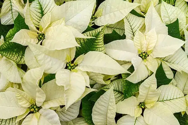 poinsettia soil moisture finger test