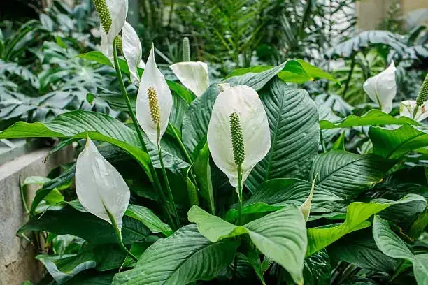 lily pot with bark mulch