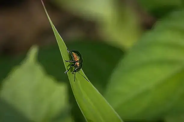 lily leaf beetle larva leaf