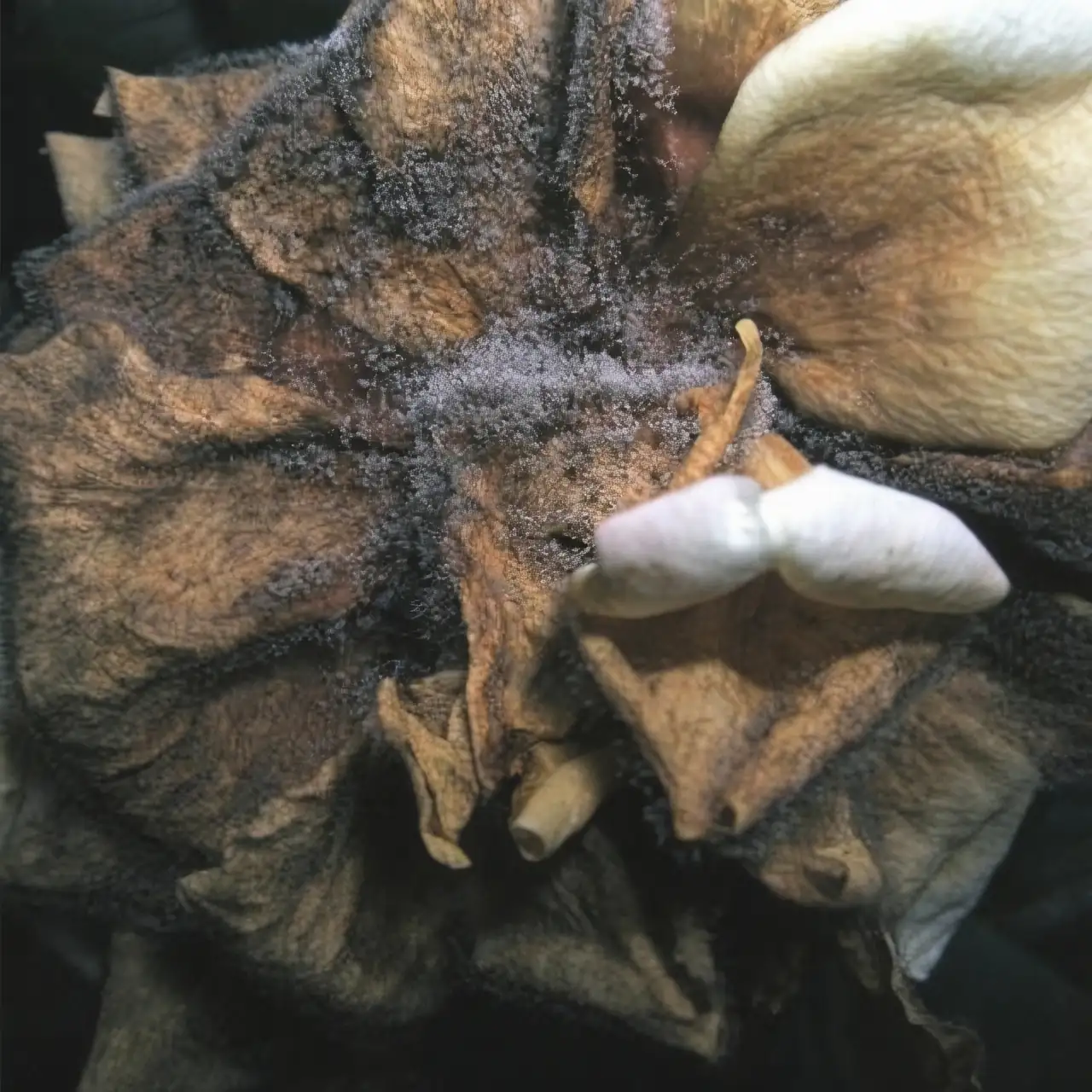 lily gray mold on petals