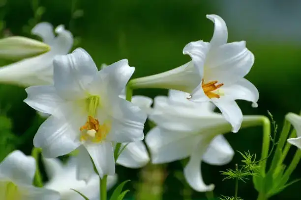 white pink lily with lamb's ear