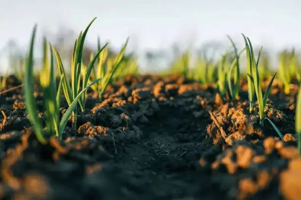 lily sprout emerging soil