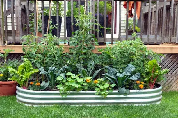 chamomile and tomato raised bed
