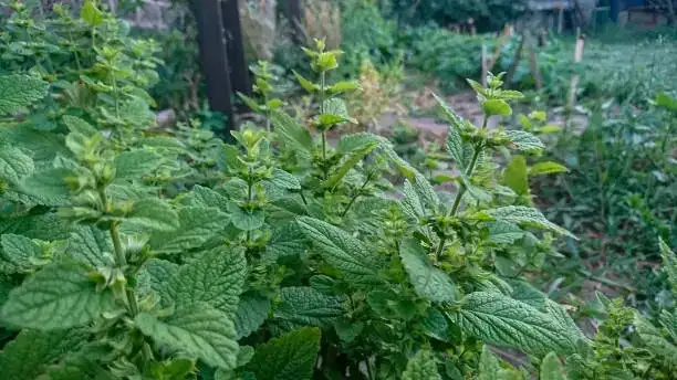 chamomile and mint container garden