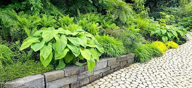 roman chamomile groundcover garden path