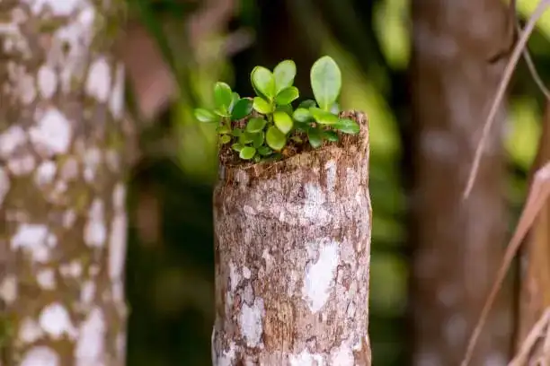 peperomia obtusifolia leaf close-up