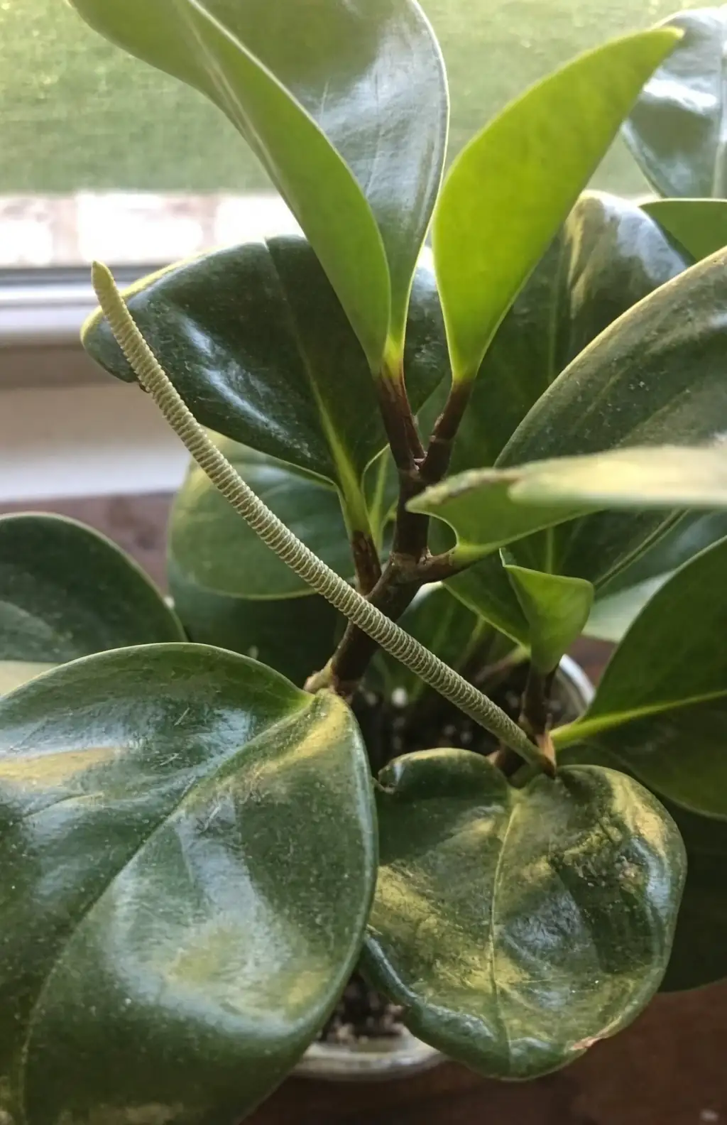 peperomia obtusifolia flower spike close-up