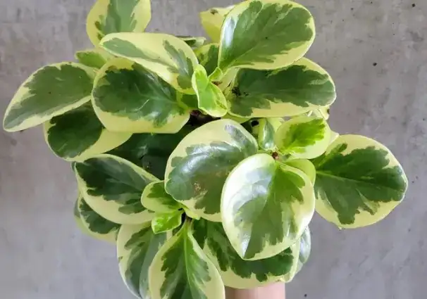 豆瓣绿的花语与风水：为何象征“圆满与好运”？一文说清来源与礼俗