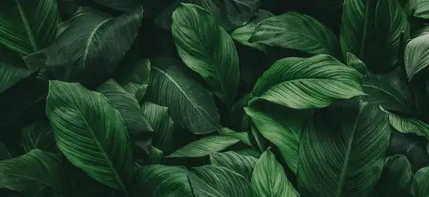 peperomia obtusifolia round leaves close-up