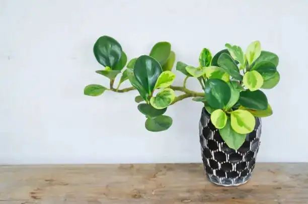 peperomia obtusifolia pruning scissors