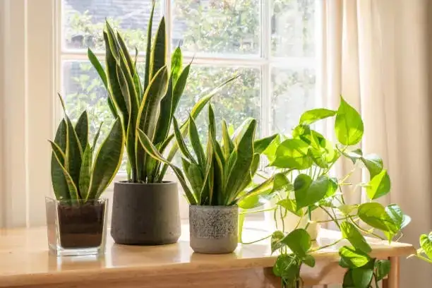 peperomia obtusifolia windowsill bright light