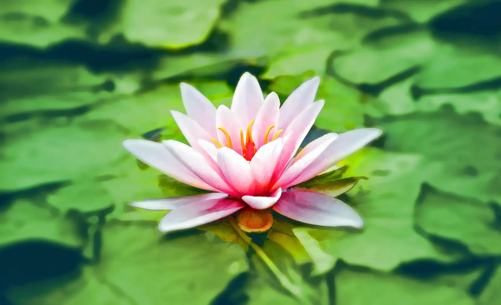 water lily fertilizer tablets hands