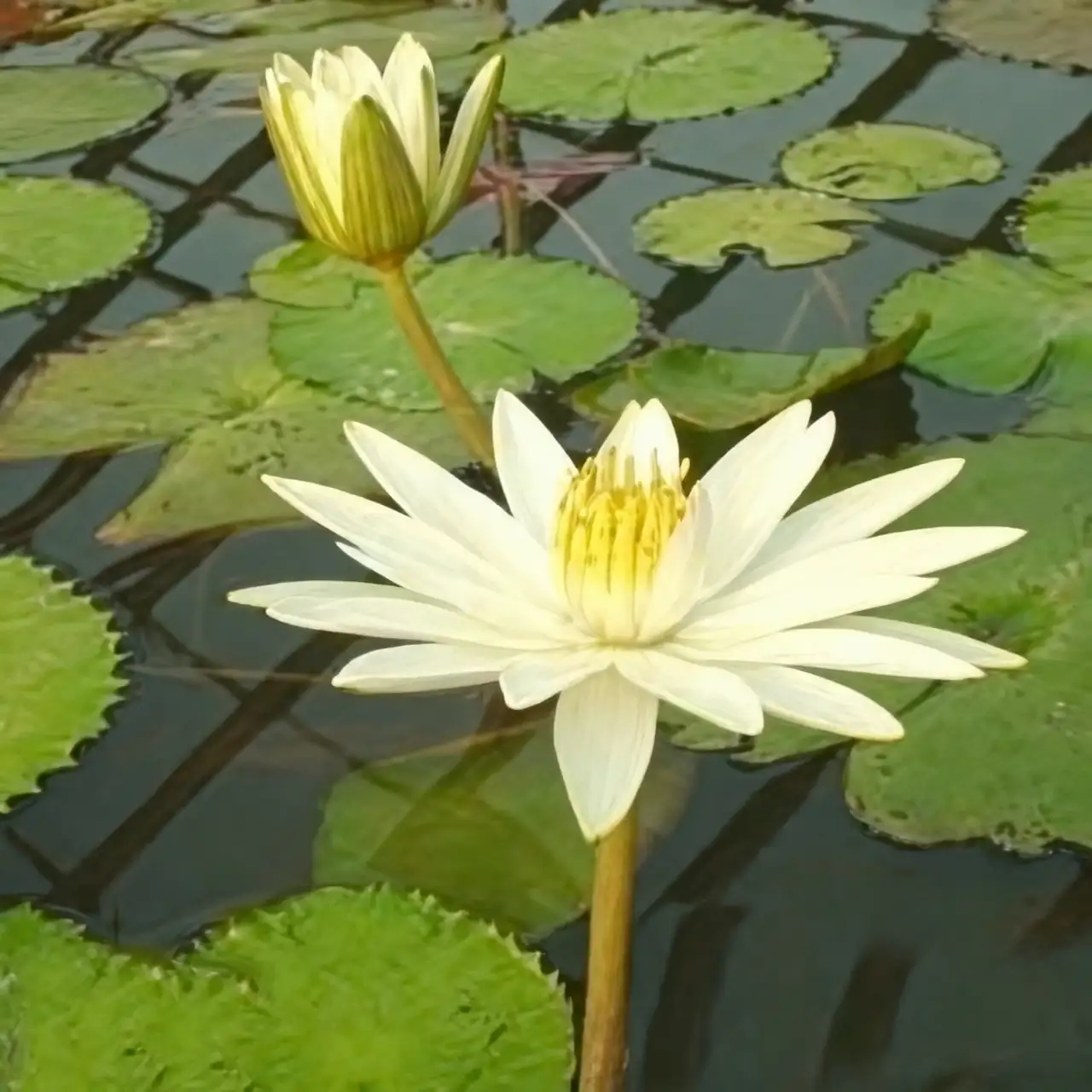 night-blooming water lily twilight