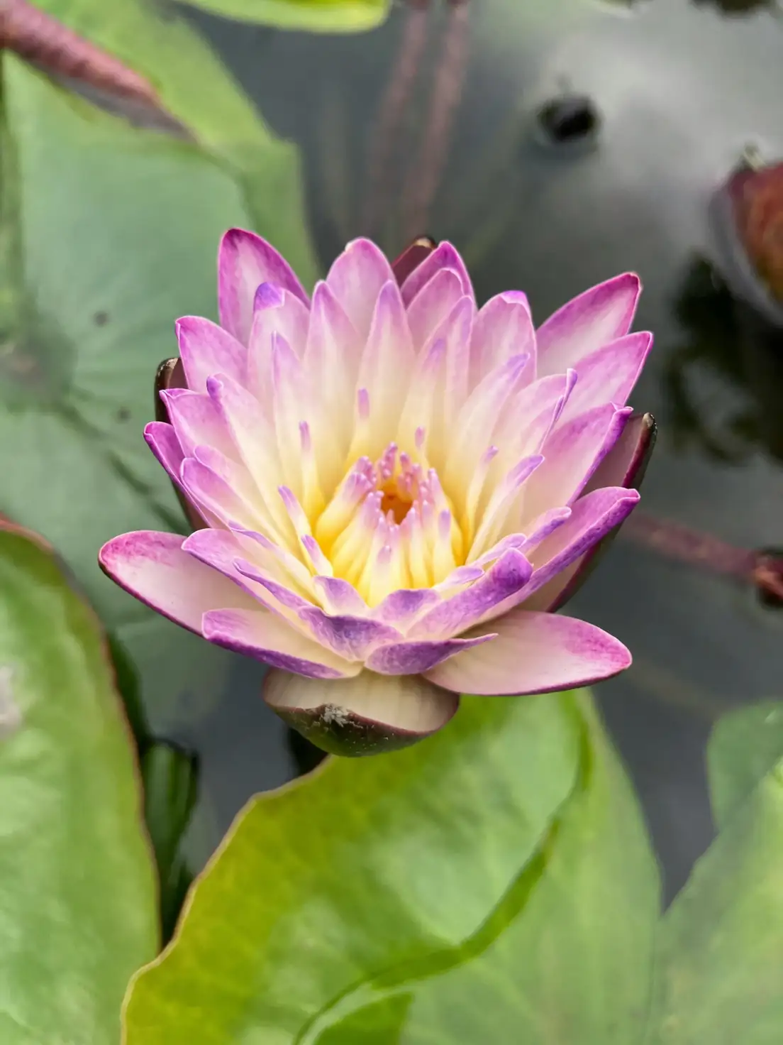 night-blooming water lily moth pollination