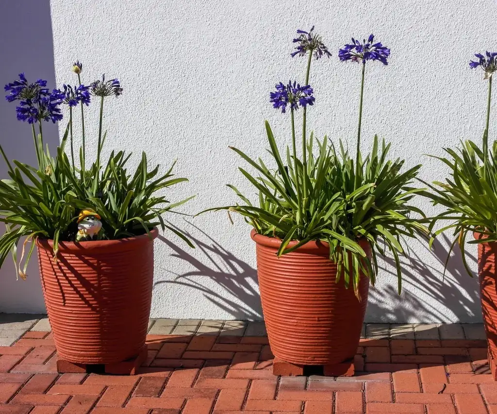 agapanthus pots balcony spacing