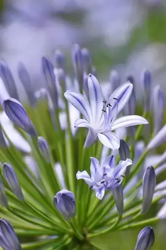 从好望角到欧洲时髦花园：百子莲如何走红全球？