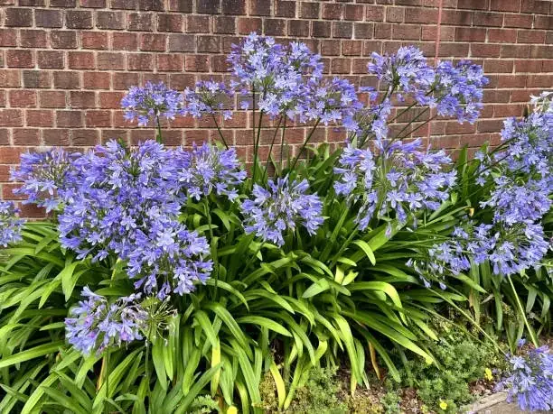 agapanthus groundcover mulch bed