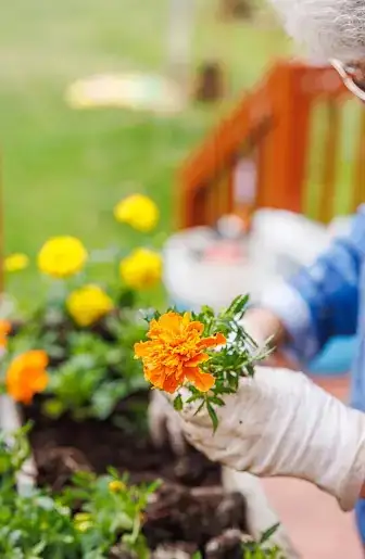 african marigold potting mix perlite