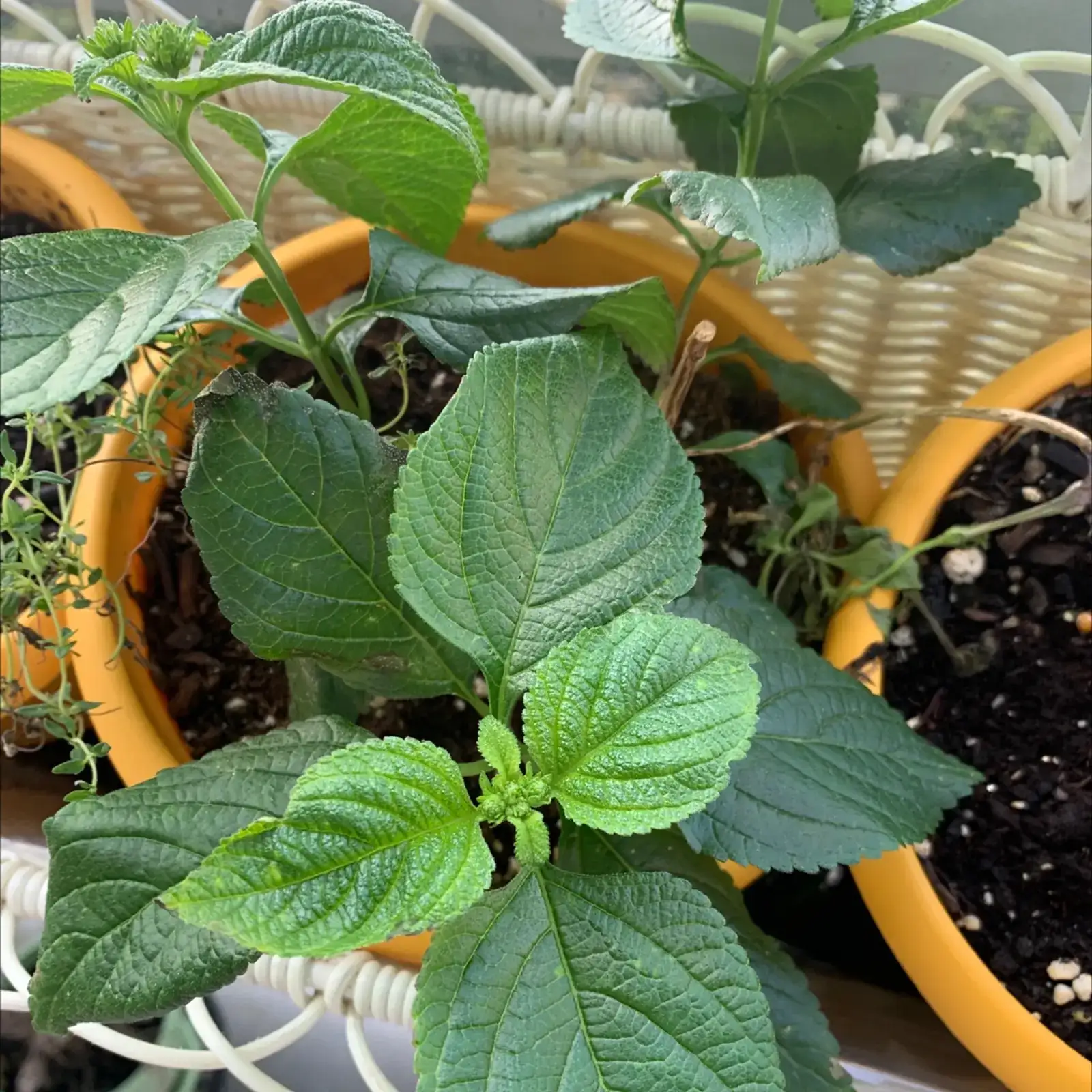 african marigold pinching seedling