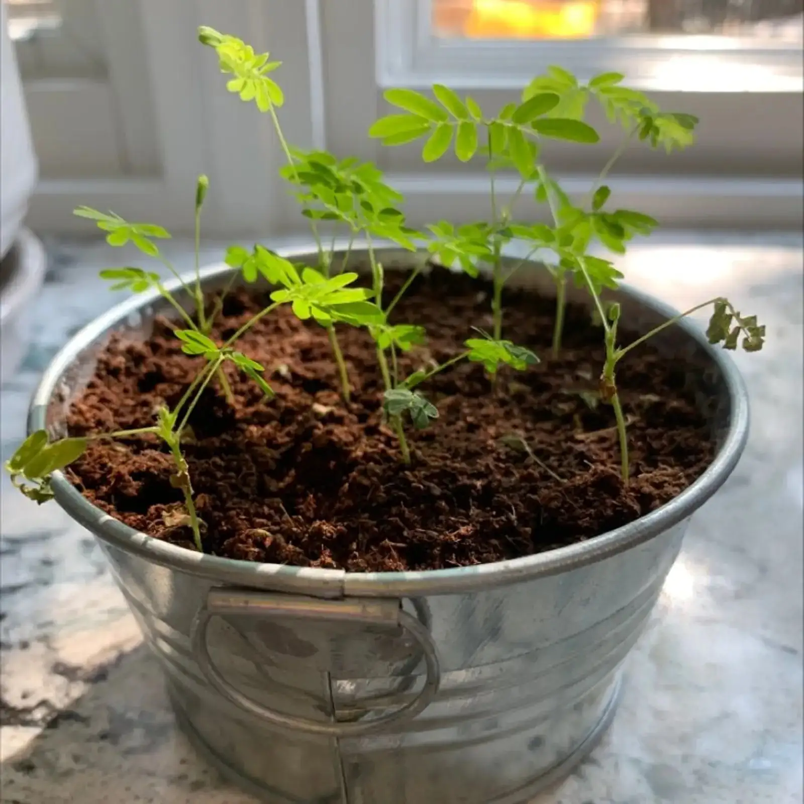 african marigold watering soil