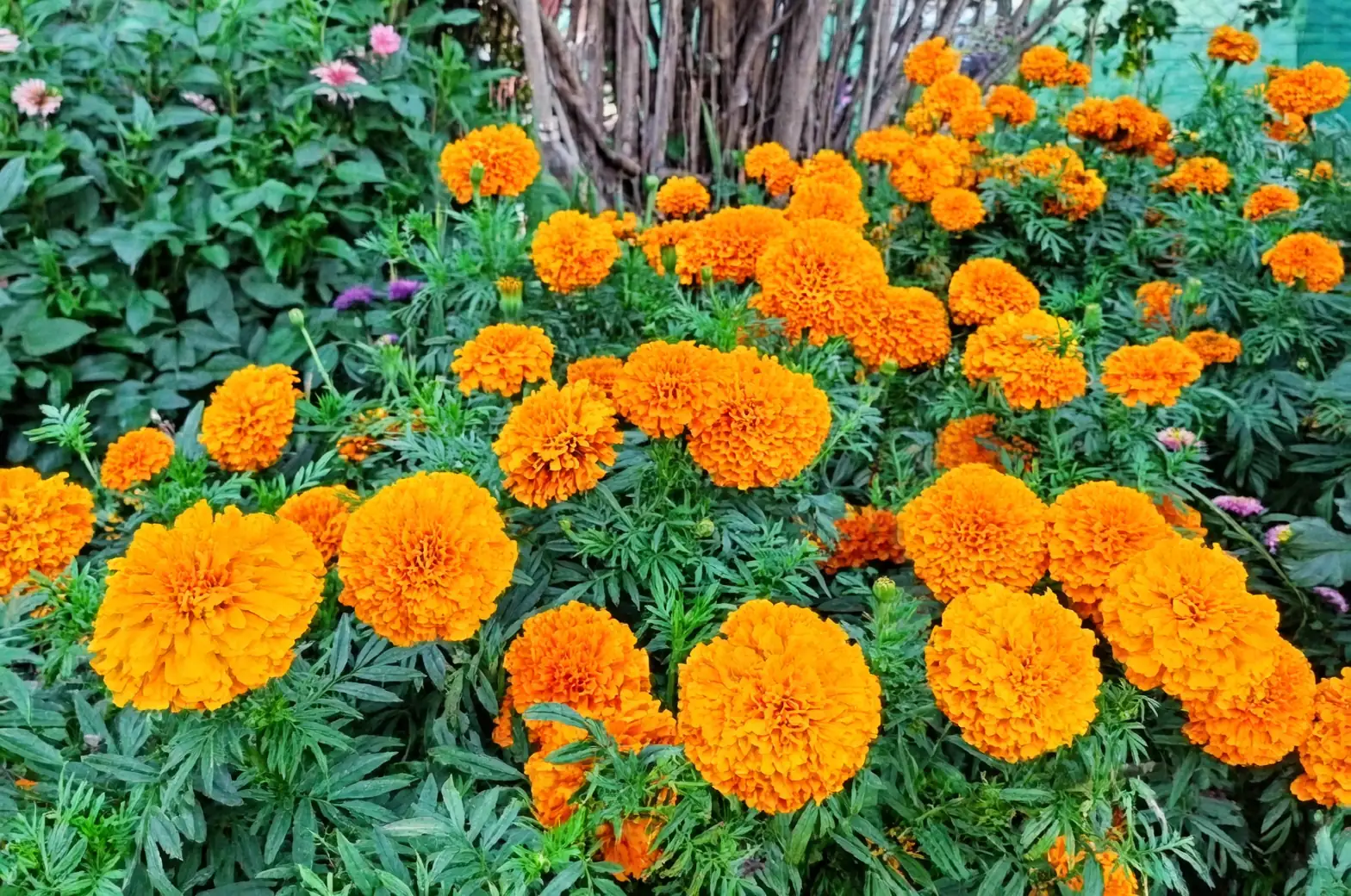 Tagetes erecta with tomatoes garden