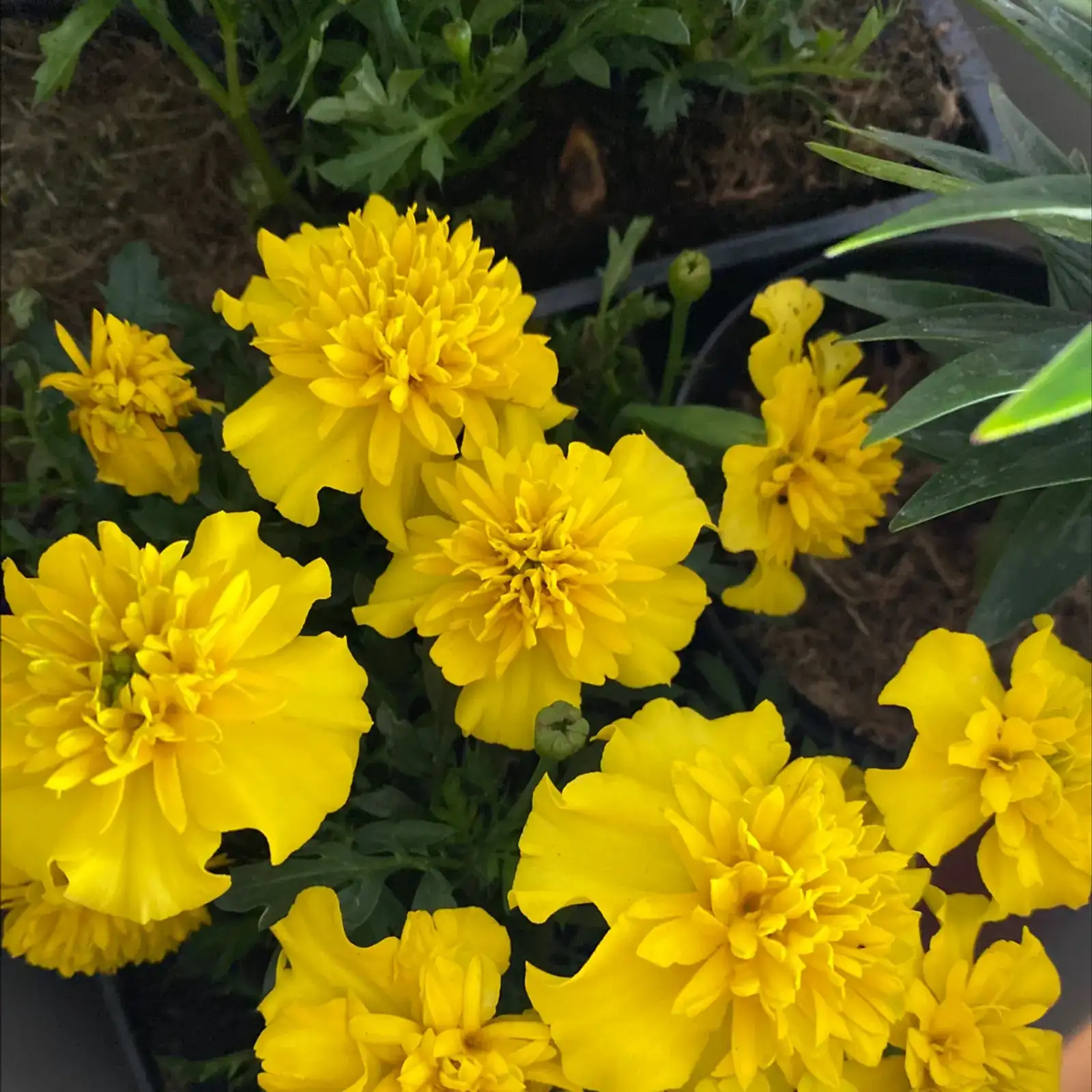 会“护菜”的花！万寿菊为啥能赶虫、还让蛋黄更黄？5个你没想到的冷知识