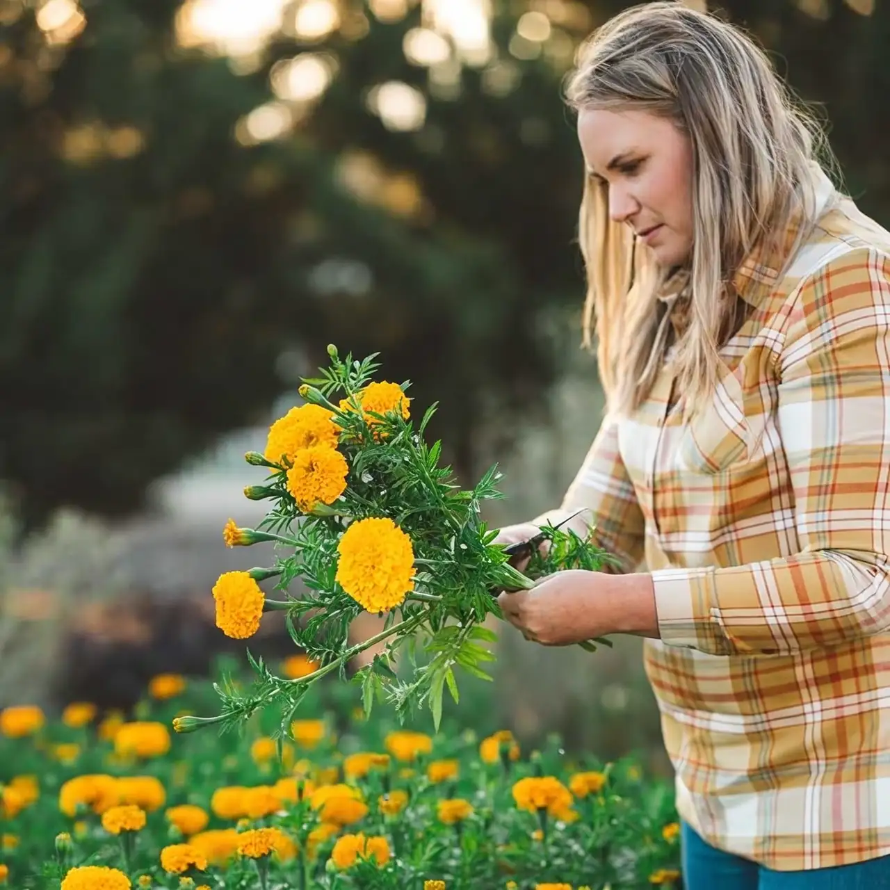 African marigold harvest drying field